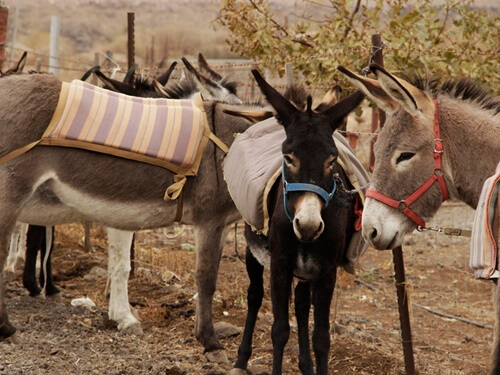 אטרקציות חאן אל על
